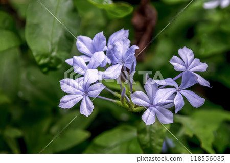 淡藍色的日本鉛松，又稱藍松【松科】 118556085