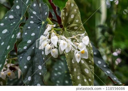 天使之翼秋海棠，葉子上有白色的雜色，像天使的翅膀 118556086