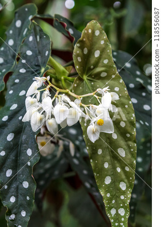 天使之翼秋海棠，葉子上有白色的雜色，像天使的翅膀 118556087