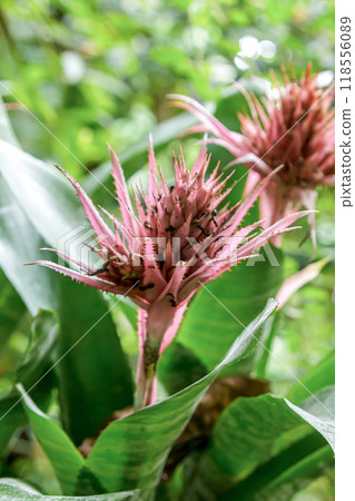 Aechmea fasciata is also known as the striped coral bromeliad 118556089
