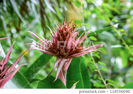 Aechmea fasciata is also known as the striped coral bromeliad Aechmea fasciata is also known as the striped coral bromeliad 118556090
