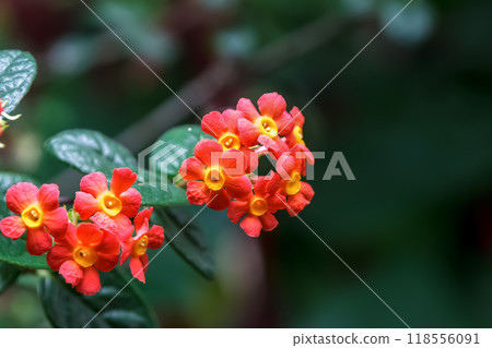 Red jasmine (Rubiaceae) native to Mexico and Central America 118556091