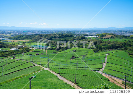 A landscape with a tea plantation A landscape with a tea plantation 118556309