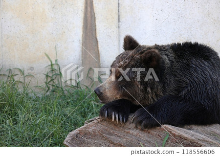 Close-up of a brown bear's profile as it rests face down Close-up of a brown bear's profile as it rests face down 118556606