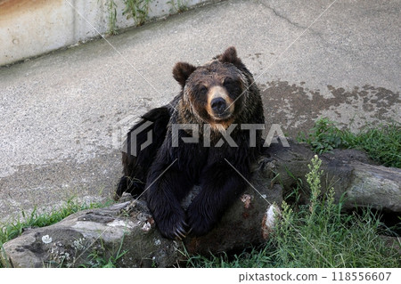 A drenched brown bear resting on a tree A drenched brown bear resting on a tree 118556607