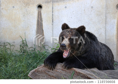 Brown bear with mouth open on a tree Brown bear with mouth open on a tree 118556608