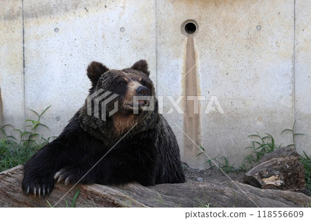Portrait of a brown bear sitting and looking up Portrait of a brown bear sitting and looking up 118556609