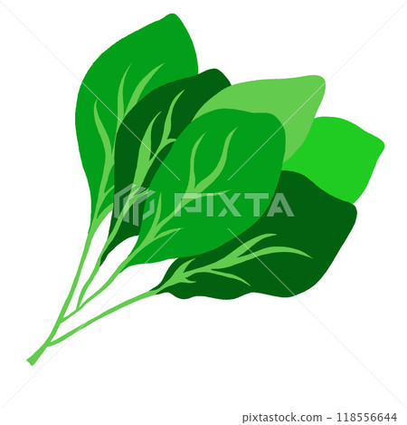 Hand drawn spinach for vegan, healthy ingredients, cook book, fresh food, snack, nature, garden, brooch, cute patches, sticker, diet, department store, cuisine, salad mix, side dish Hand drawn spinach for vegan, healthy ingredients, cook book, fresh food, snack, nature, garden, brooch, cute patches, sticker, diet, department store, cuisine, salad mix, side dish 118556644