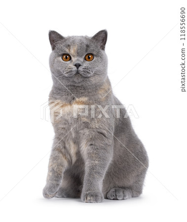 British Shorthair cat on white background 118556690