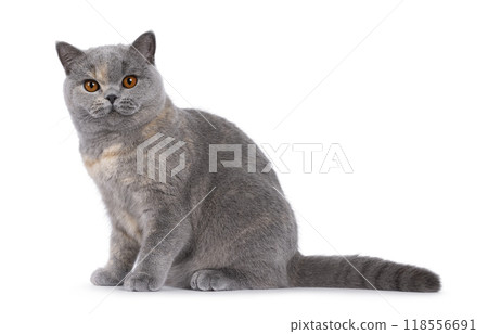 British Shorthair cat on white background British Shorthair cat on white background 118556691