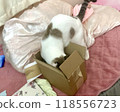 暹羅貓試圖進入盒子 118556723