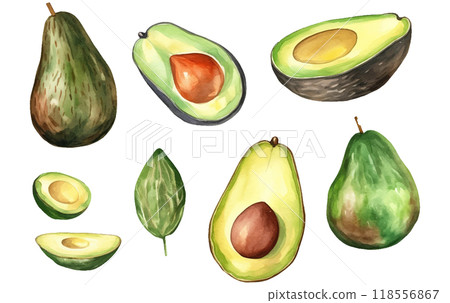 set vector watercolor illustration of ripe avocado isolated on white background 118556867