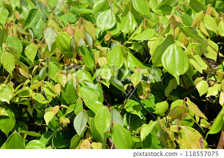 Tendaiyaku (Lauraceae) - elixir of immortality 118557075