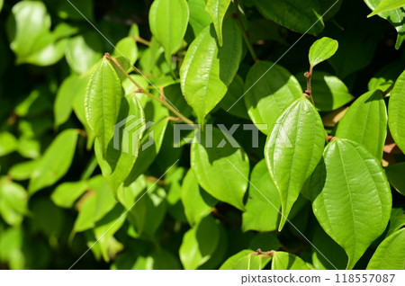 Tendaiyaku (Lauraceae) - elixir of immortality Tendaiyaku (Lauraceae) - elixir of immortality 118557087