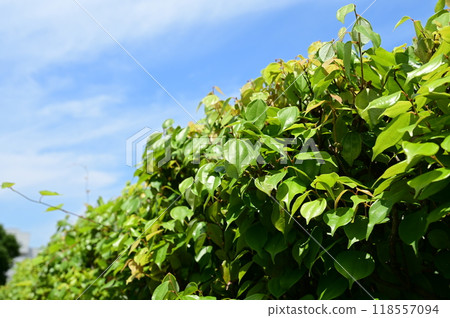 天大藥（樟科） 長生不老藥 118557094