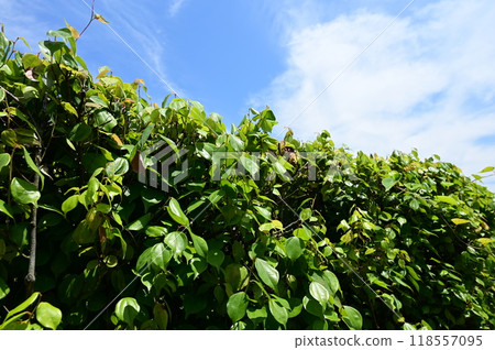 天大藥(樟科) 長生不老藥 天大藥(樟科) 長生不老藥 118557095