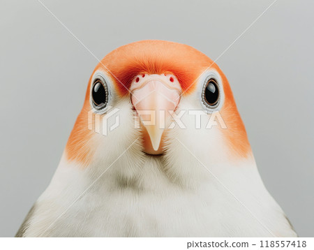 A close-up portrait of a small parrot with soft orange and white feathers A close-up portrait of a small parrot with soft orange and white feathers 118557418