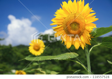 Summer flowers: yellow sunflowers 118557528