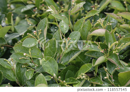 Hedge cotoneaster plant with young ovaries in summer, Cotoneaster lucidus, selective focus. 118557545