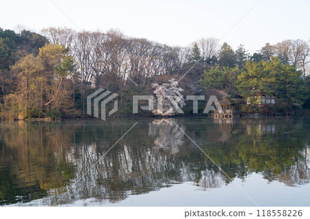 安靜的湖畔（石神井公園/三法寺池） 118558226