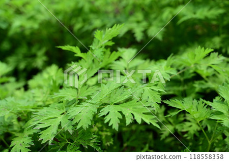 蛇床子（繖形科）多年生植物 118558358