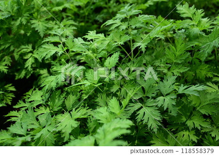 Cnidium (Apiaceae) perennial Cnidium (Apiaceae) perennial 118558379