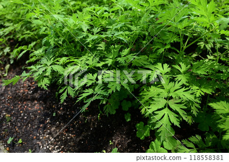 蛇床子（繖形科）多年生植物 118558381