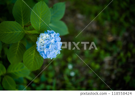 Blue hydrangea Blue hydrangea 118558424