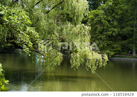 Fresh green leaves and the scenery reflected on the water (Shakujii Park) Fresh green leaves and the scenery reflected on the water (Shakujii Park) 118558429