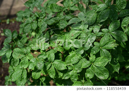 落葉灌木刺五加（五加科）的新鮮綠葉 118558439