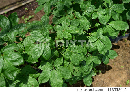 Fresh green leaves of Eleuthero (Araliaceae) deciduous shrub Fresh green leaves of Eleuthero (Araliaceae) deciduous shrub 118558441