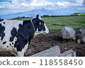 美原的藍天和農場裡雄偉的乳牛 118558450