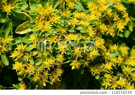 多年生的麒麟草(景天科)花卉的最佳觀賞時間 多年生的麒麟草(景天科)花卉的最佳觀賞時間 118558539