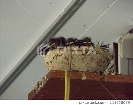 Baby swallows waiting to be fed just before leaving the nest Baby swallows waiting to be fed just before leaving the nest 118558689