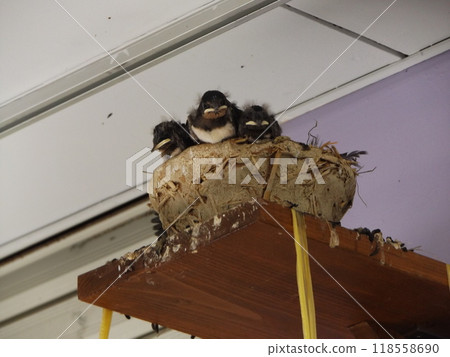 Baby swallows waiting to be fed just before leaving the nest Baby swallows waiting to be fed just before leaving the nest 118558690