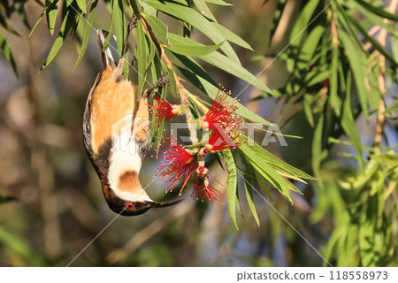A yellow-legged honeyeater comes to drink nectar from a Callistemon flower. A yellow-legged honeyeater comes to drink nectar from a Callistemon flower. 118558973