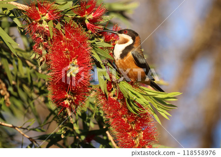 A yellow-legged honeyeater comes to drink nectar from a Callistemon flower. A yellow-legged honeyeater comes to drink nectar from a Callistemon flower. 118558976