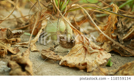 Drought field sugar beet dry land Beta vulgaris altissima garden, very drying up soil cracked close-up, climate change, environmental disaster earth cracks, crop common conditions death plants Drought field sugar beet dry land Beta vulgaris altissima garden, very drying up soil cracked close-up, climate change, environmental disaster earth cracks, crop common conditions death plants 118559134