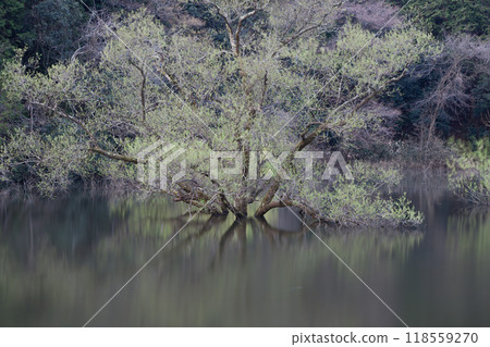 Lush natural scenery created by underwater trees and lake reflections 118559270