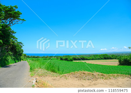 鹿兒島種子島風光 鹿兒島種子島風光 118559475