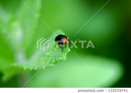 Black clams Black clams 118559741