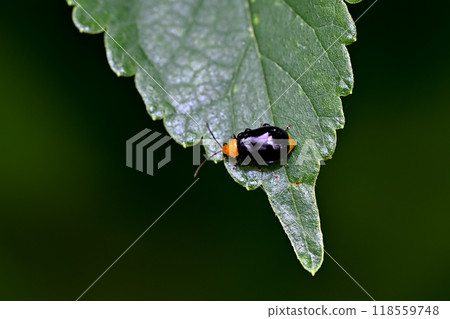  Black clams 118559748