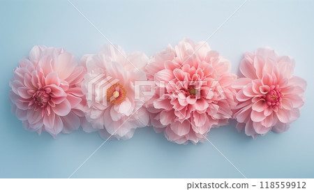 A row of four pink dahlia flowers on a pastel blue background, top view, in a minimalist style 118559912