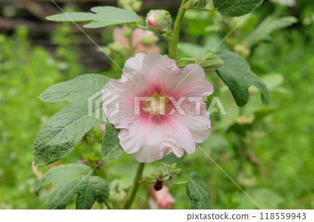 Hollyhocks is blooming. Mallow plant. Nature floral background. Blooming flowers in meadow. Medicinal plant. Cottage garden. 118559943