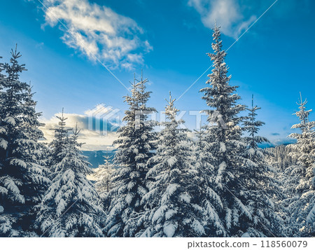 Evergreen trees covered with fresh snow on a sunny day. Beautiful winter landscape in the carpathian mountains, ukraine 118560079