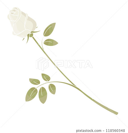 one white rose flower on white background 118560348