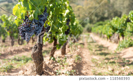 Cannonau grape plant with bunches of ripe grapes. Agriculture. Cannonau grape plant with bunches of ripe grapes. Agriculture. 118560393