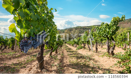 Cannonau grape plant with bunches of ripe grapes. Agriculture. Cannonau grape plant with bunches of ripe grapes. Agriculture. 118560394