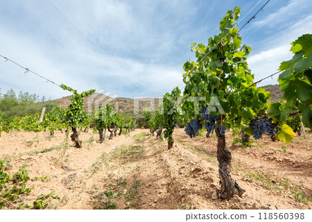 Cannonau grape plant with bunches of ripe grapes. Agriculture. Cannonau grape plant with bunches of ripe grapes. Agriculture. 118560398
