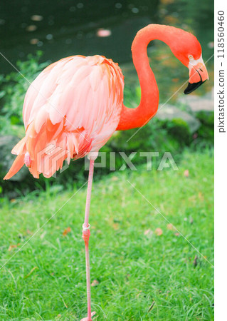 粉紅色的火烈鳥 粉紅色的火烈鳥 118560460